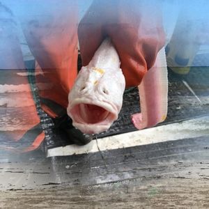 Meet your Posher, Corey